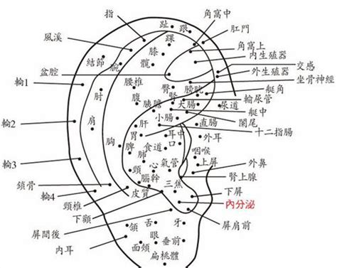 兩耳不一樣三十定吉凶|耳朵面相算命圖解大全